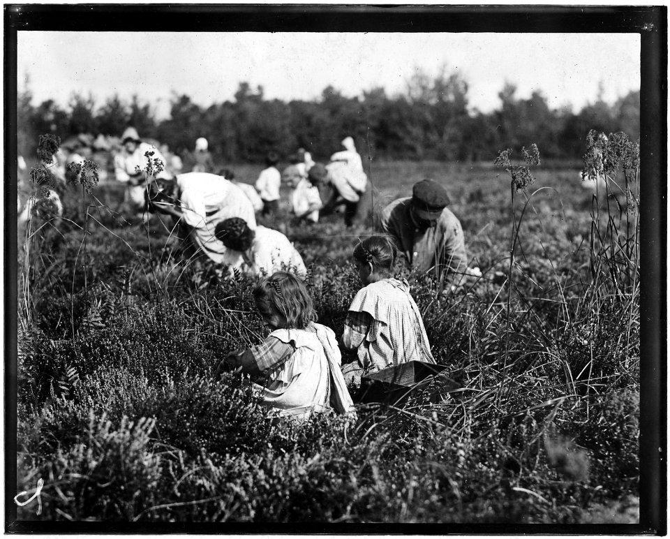 Rose Oquoto, 6 years old, and Flora Oquoto, 7 years old, of Philadelphia. Picking cranberries at Theodore Budd's Bog... - NARA - 523257