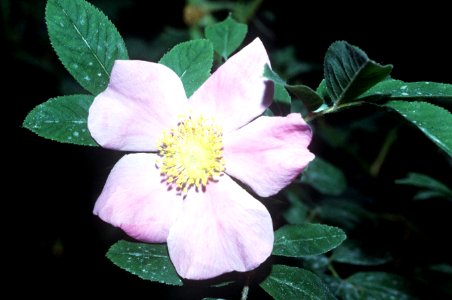 Rosa palustris NRCS-001