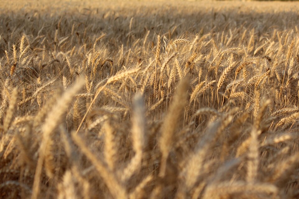 Straw crop brown wheat