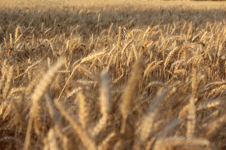 Straw crop brown wheat photo