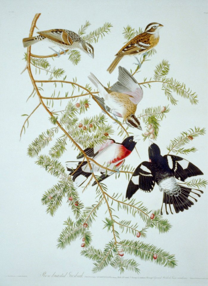 Rose-breasted grosbeak (-127) LCCN2002718914