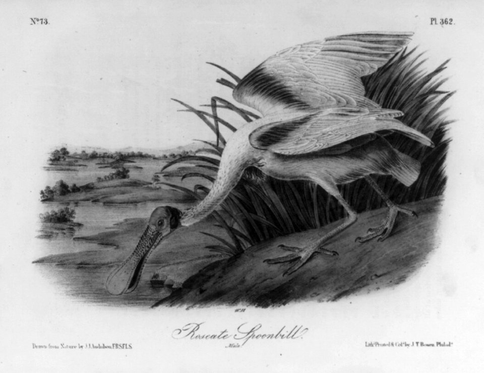 Roseate Spoonbill LCCN2004665533