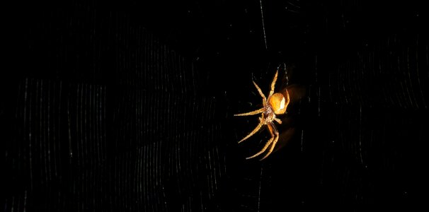 Arachnid spider insect