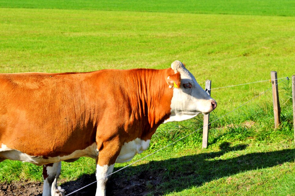 Cattle livestock paarhufer