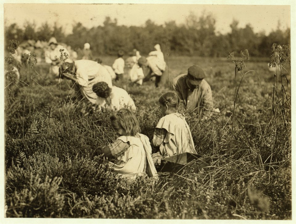 Rose Oquoto, 6 years old, and Flora Oquoto, 7 years old, live at 837 Kimball St., Philadelphia, Pa. Picking cranberries at Theodore Budd's Bog at Turkeytown, near Pemberton, N.J. This is the LOC nclc.05287