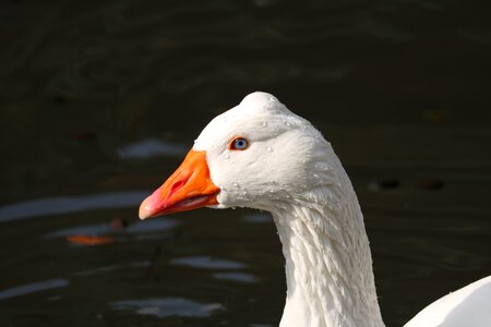 Waters nature duck
