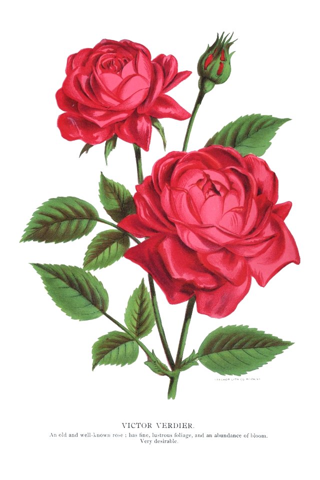 Rose Victor Verdier
