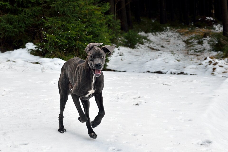A great dane in the snow dog joy great dane