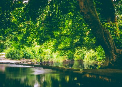 Nature forest water photo