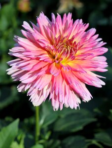 Flower garden blossom bloom