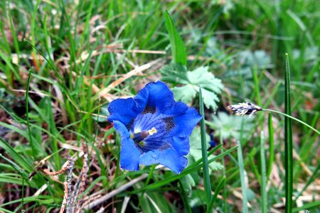 Bloom raindrop dolomites meadow