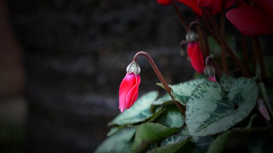 Petal rose beautiful photo