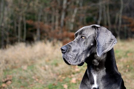 Great dane portrait head photo