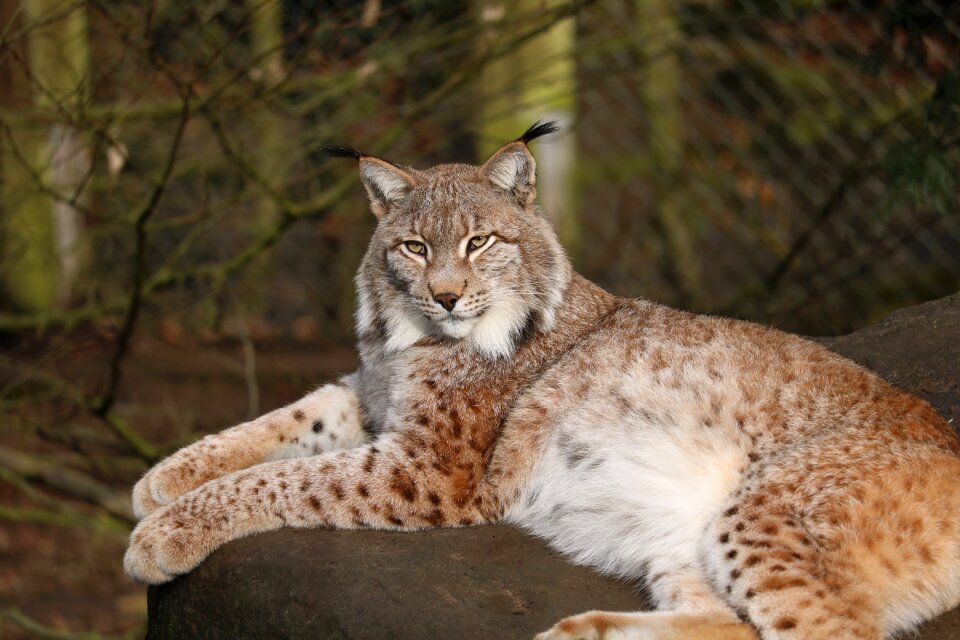 Carnivores animal cat
