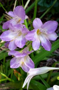 Mauve flower scented photo