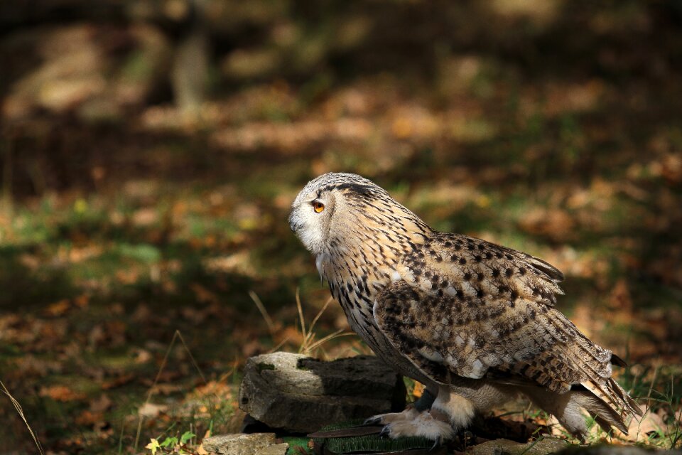 Raptor plumage night active