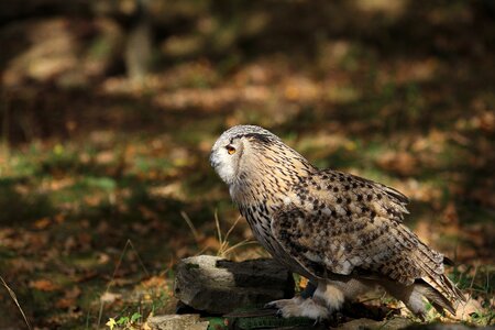 Raptor plumage night active