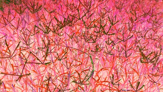 Red nature red art red color