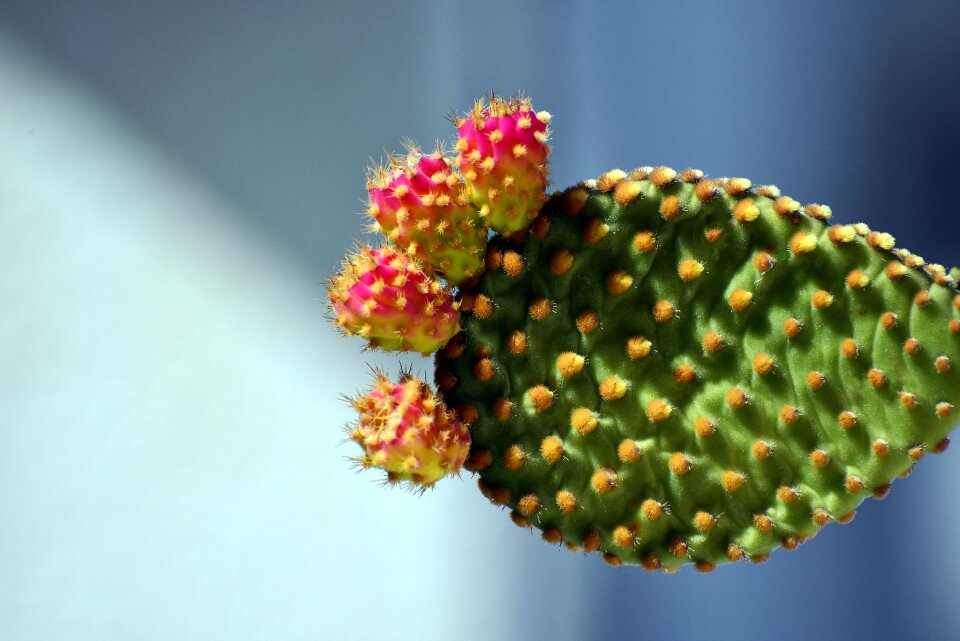 Leaf closeup flower