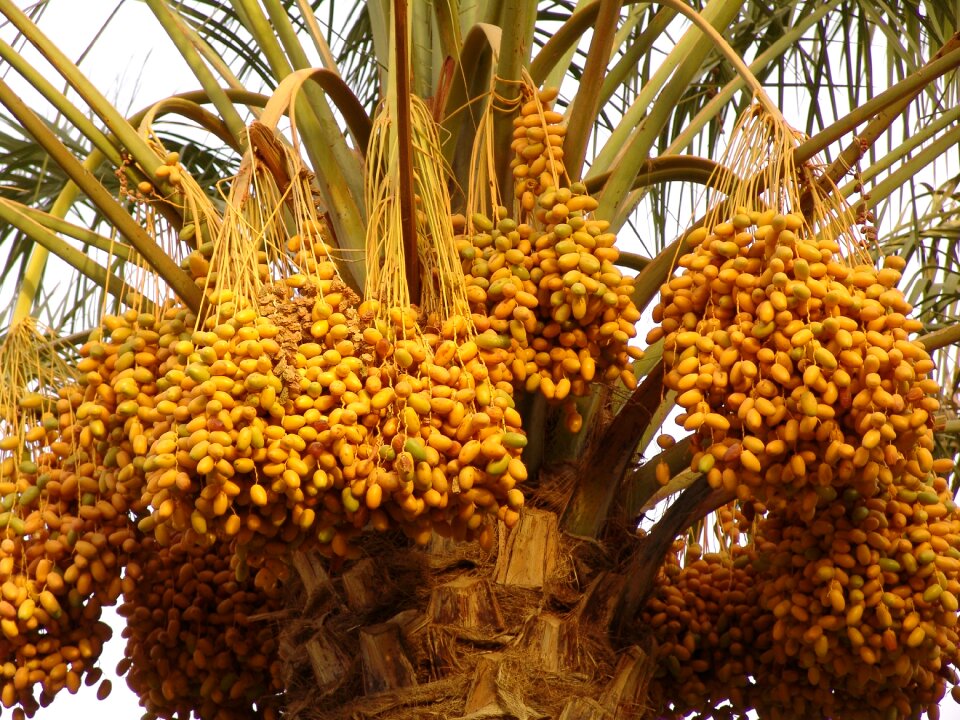 Arbre de date palm tree blessing