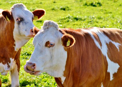 Cattle livestock paarhufer photo