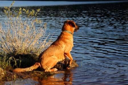 Dog water sitting