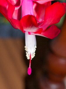Flowering flora christmas