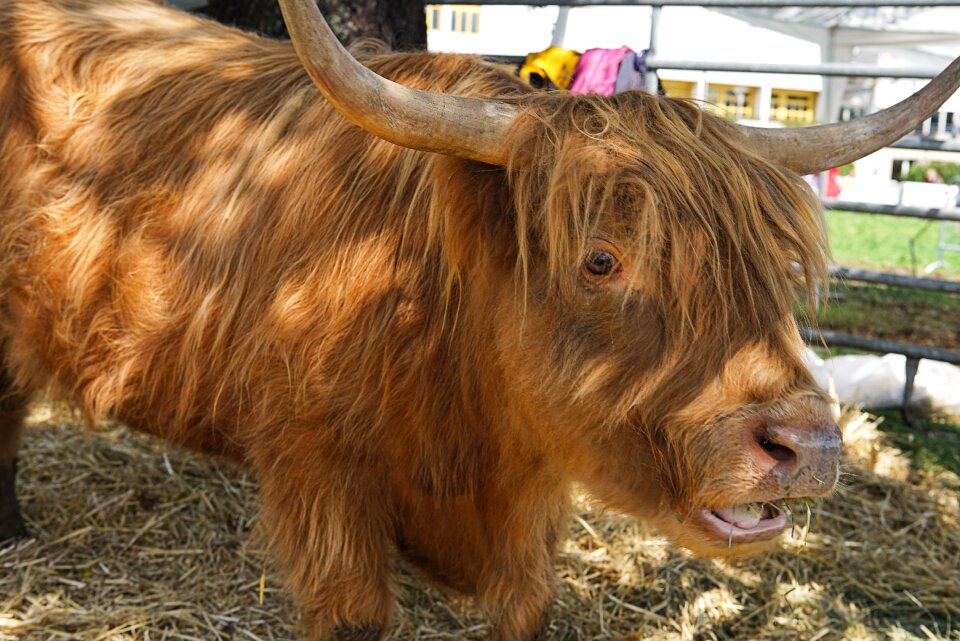 Scotland galloway beef nature