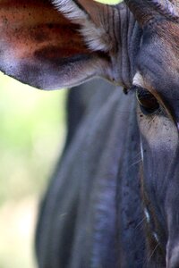 Wildlife outdoors nyala