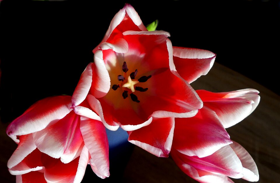 Stamp blossom schnittblume