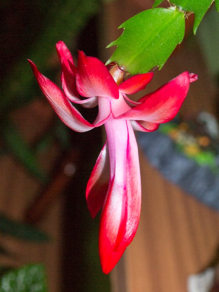 Plant flowering flora