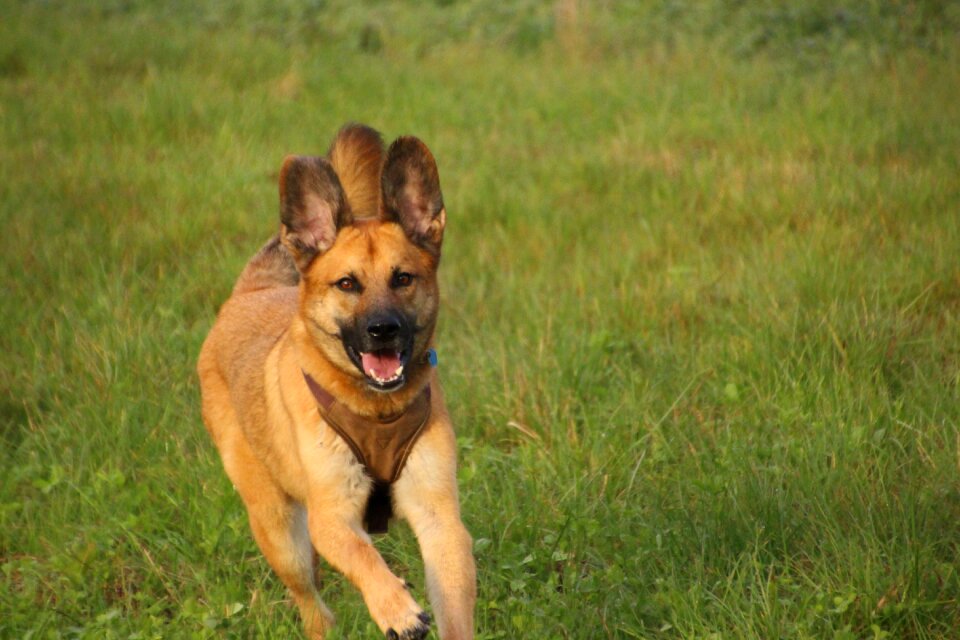Meadow motion recording big dog