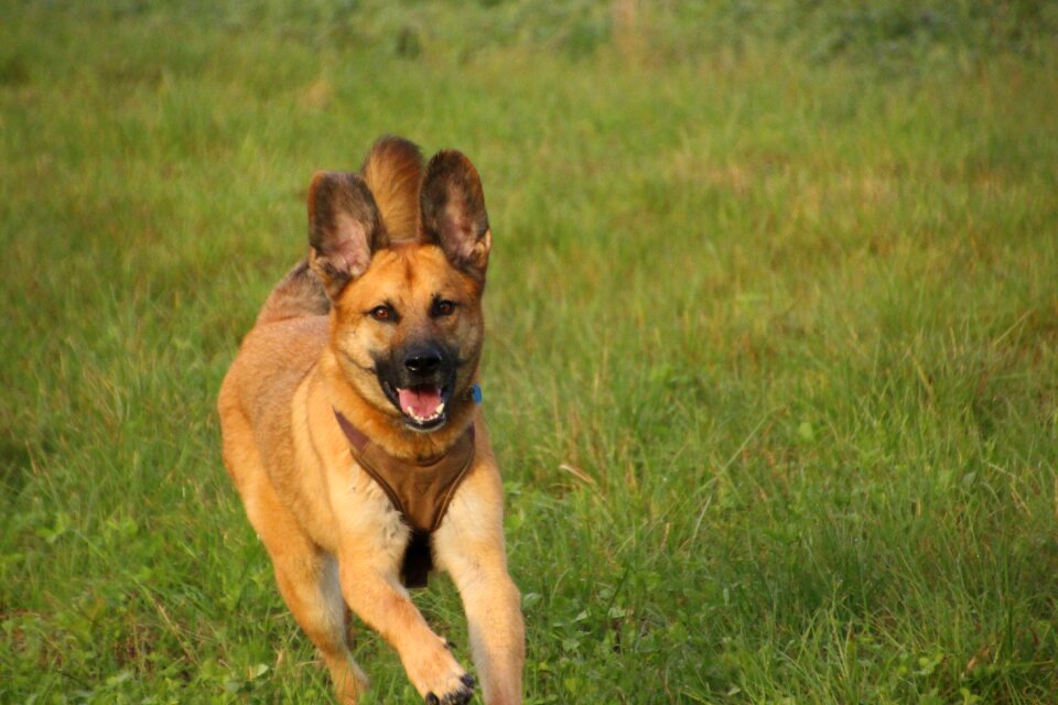 Meadow motion recording big dog photo