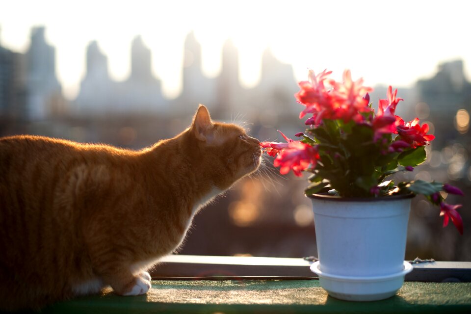 Pets flowers and just click the worm