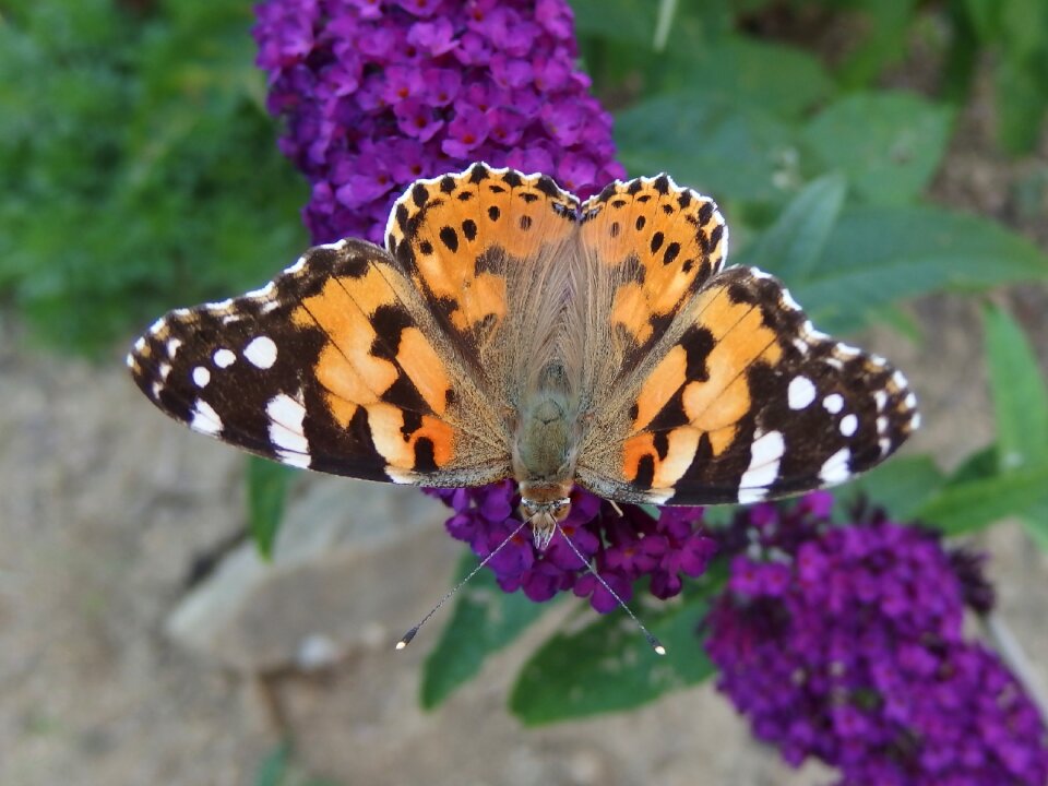 Flying insects wings butterfly bush