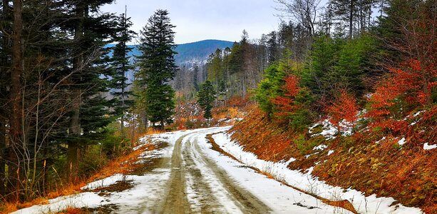 Winter autumn tree photo