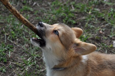 Dog cute young
