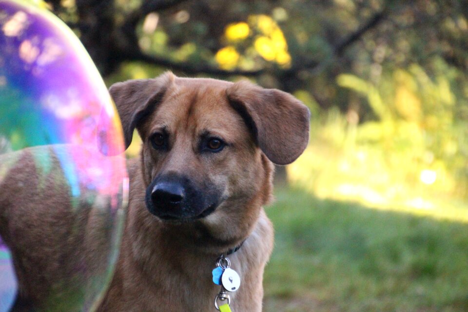 Dog soap bubble curious