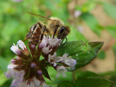Insect purple flowers