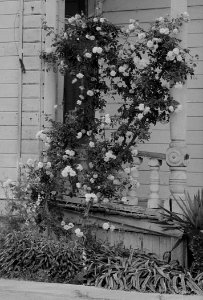 Rose detail, Woodland, California. This house, a mansion of the 1890's, was evacuated on May 19, 1942, by a farm . . . - NARA - 537620 (cropped)