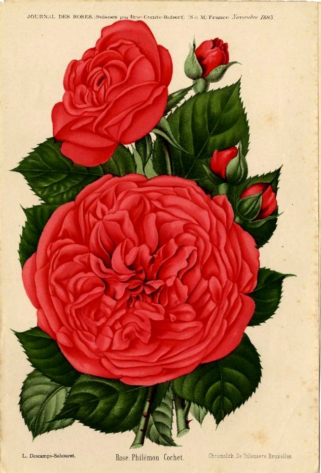 Rose Philémon Cochet