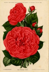 Rose Philémon Cochet