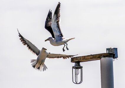 Beach sky seagull photo