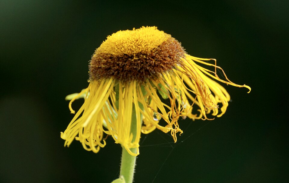 Blossom bloom yellow