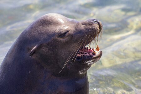 Sea wildlife animal