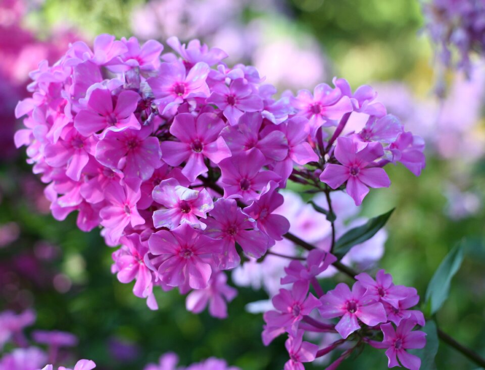 Plant flowers nature
