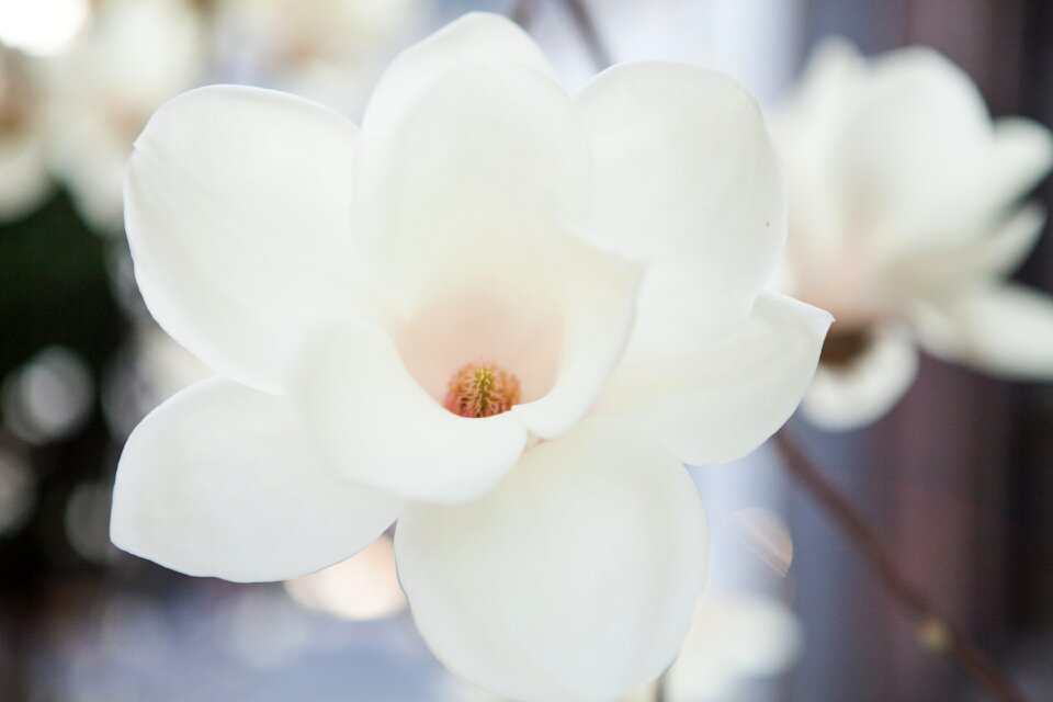 Spring flowers white flowers one business