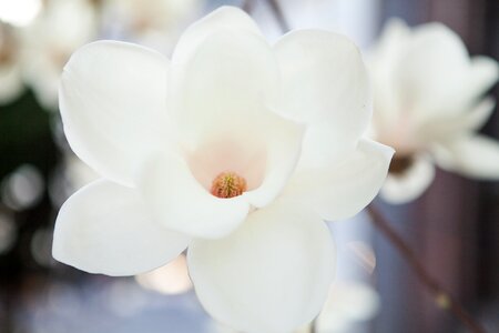 Spring flowers white flowers one business photo