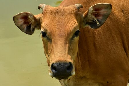 Head farm animal