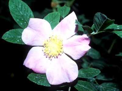 Rosa palustris NRCS-001-4x3